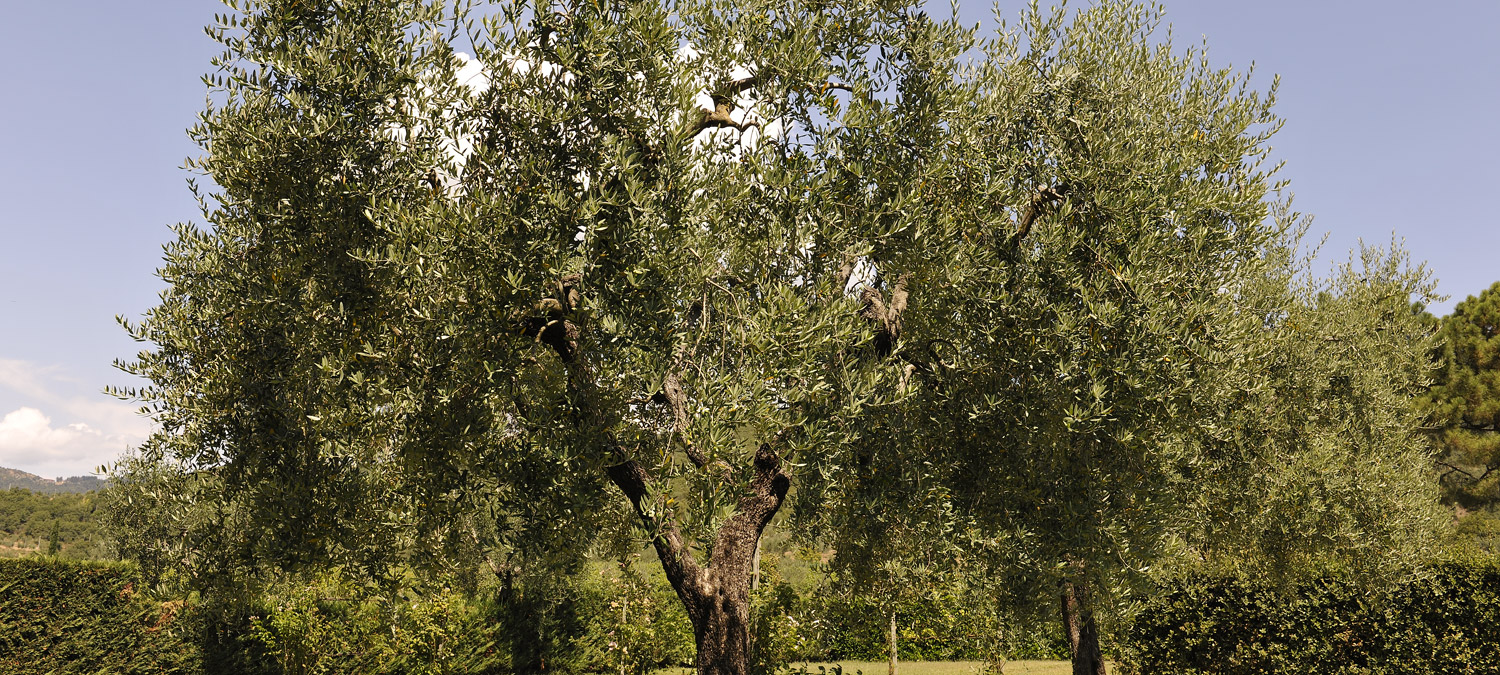 il Maggese farmhouse cortona